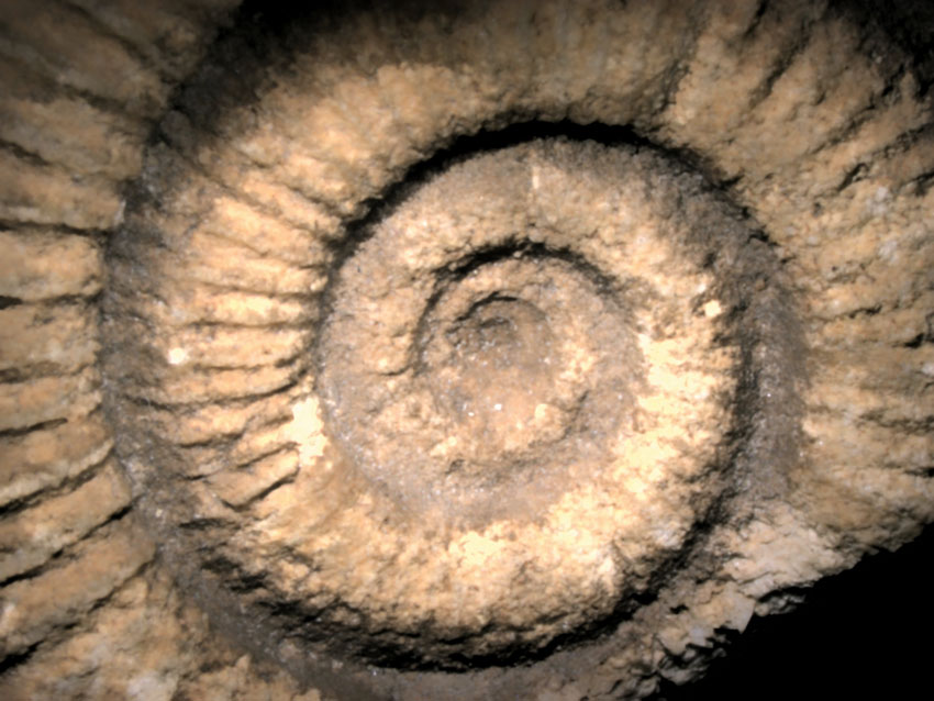 fossil schnecke -20